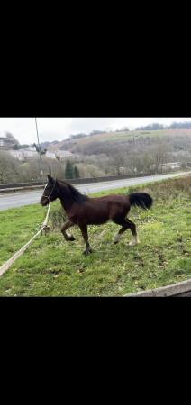 Image 2 of Welsh cob cross yearling to make 15hh plus