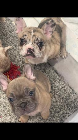Image 1 of 6 week old french bulldog puppies for sale