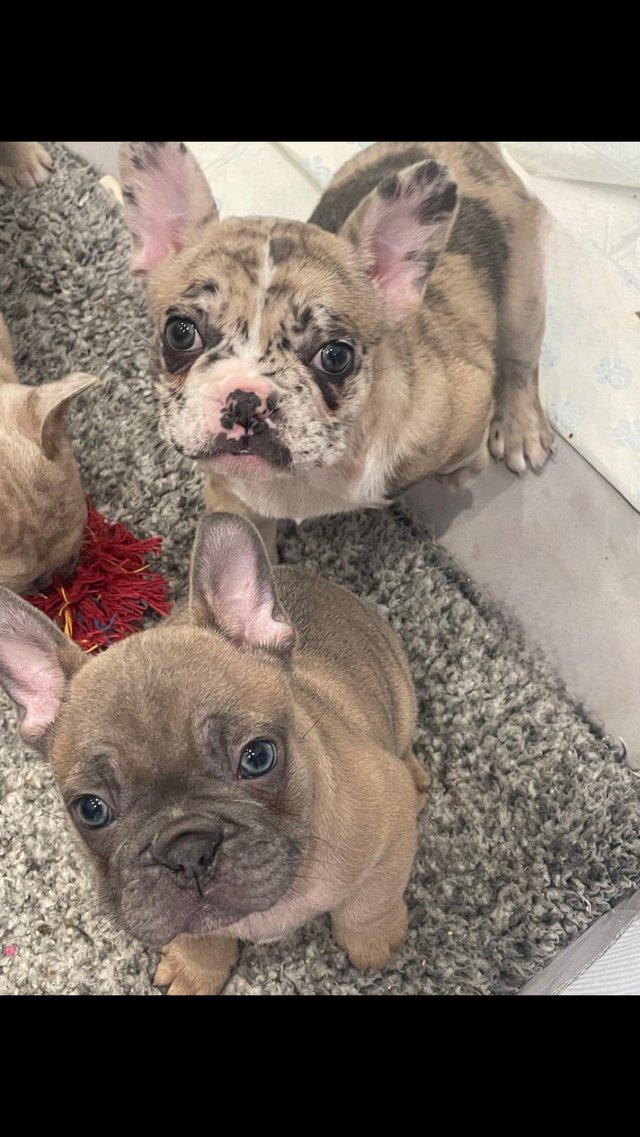 Preview of the first image of 6 week old french bulldog puppies for sale.