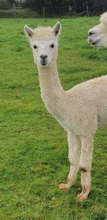 Image 2 of 2 x Female Yearling Alpacas looking for a new home