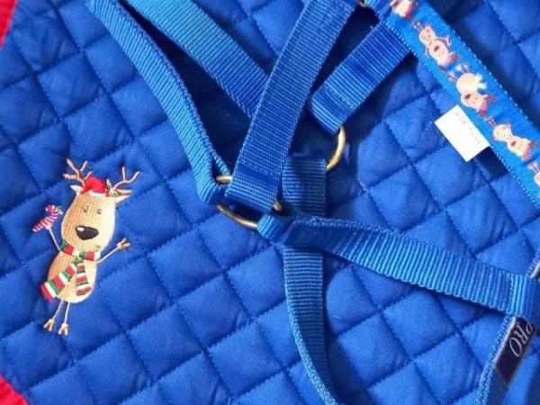Image 3 of Full size Reindeer Saddle Pad and Headcollar in Blue and Red