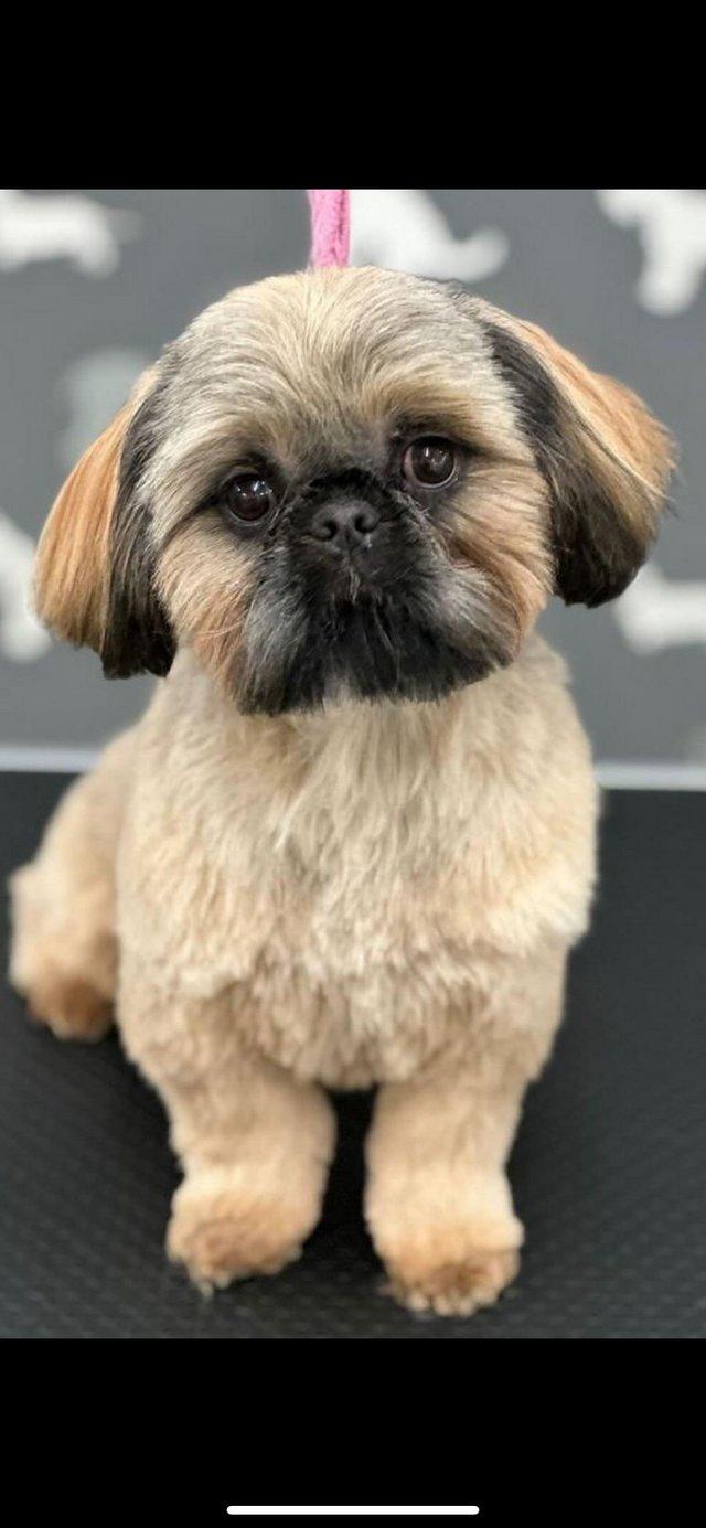 Preview of the first image of 7month old beautiful shih tzu.