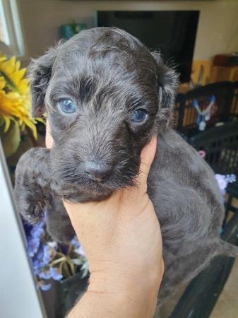 Image 10 of MERLE BLACK & SILVER TOY POODLE FOR STUD ONLY!DNA HEALTH