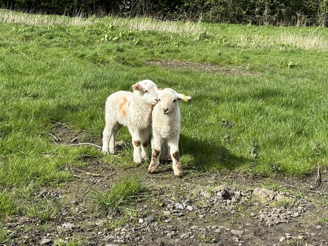 Preview of the first image of 2 Cade Lambs Welsh x Charolais/Texel.