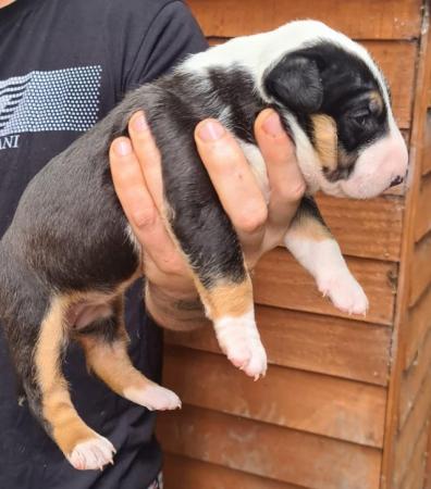 Image 9 of English bull terrier puppies ! Kc Registered