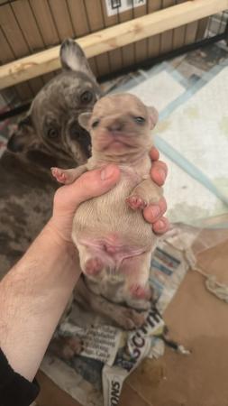 Image 5 of Mearle French bulldog puppies