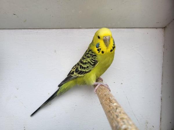 Image 3 of Proven budgie pair available for new home