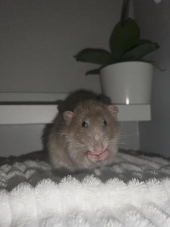 Image 4 of 4-5 month old rat for sale
