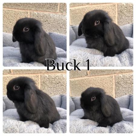 Image 3 of *RESERVED* 1 baby mini lop boy ready to reserve