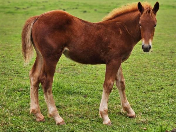 Image 2 of Registered Suffolk Filly Yearling