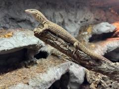 Image 3 of Male Ackie monitor for sale