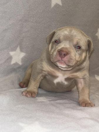 Image 13 of Pocket bully puppies for sale abkc registered