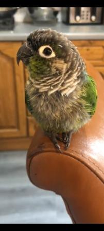 Image 4 of Beautiful green cheeck conure parrot