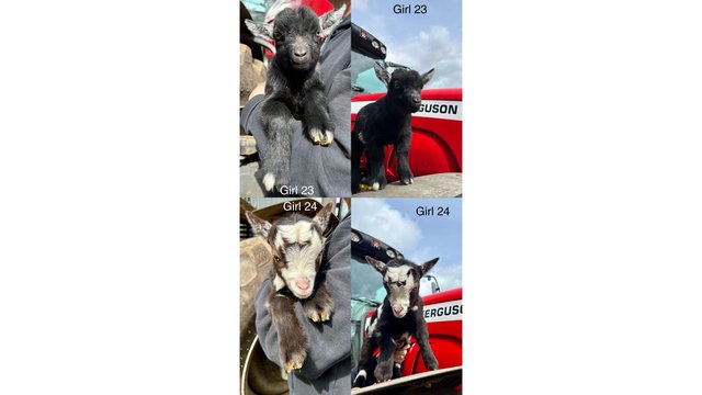 Image 13 of Stunning Pygmy Goat Nanny kids for sale