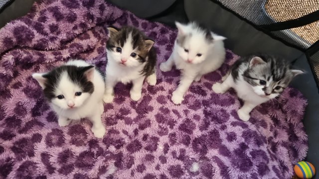 Preview of the first image of Beautiful kittens for sale.