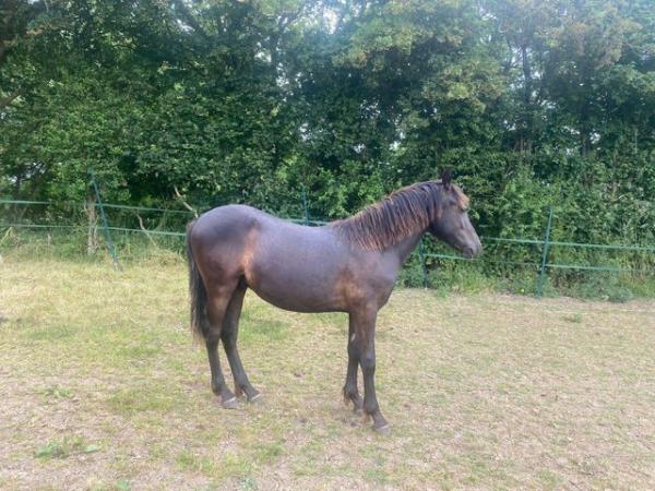 Image 3 of 12.2hhreg New Forest 2 year old gelding for loan