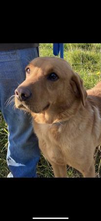 Image 1 of Jac - male fox red labrador