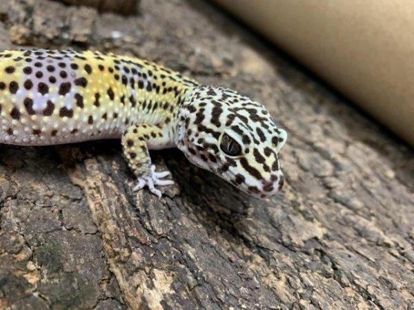 Image 3 of Black Night Mack Snow Leopard Gecko