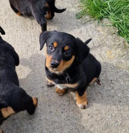 Image 2 of * ALL SOLD*  Beautiful dachshund x collie