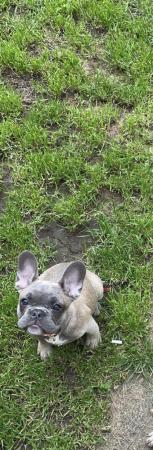 Image 10 of French bulldog puppies boy and girl