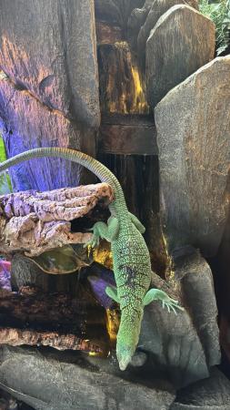 Image 3 of Male green tree monitor 5 yr old
