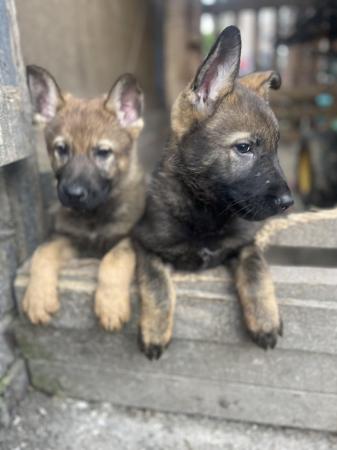 Image 9 of Beautiful German shepherd pups!