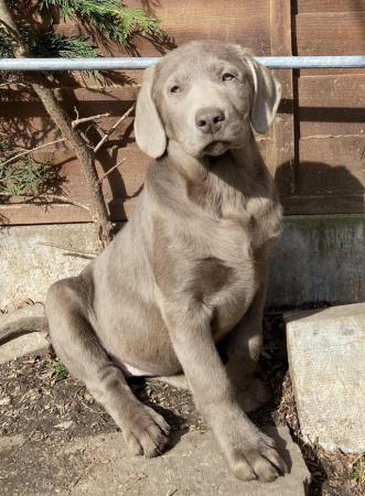 Image 7 of 5 generations pedigree silver Labrador puppies