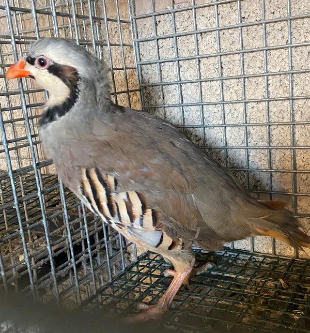 Preview of the first image of Chukar partridge chicks for sale.