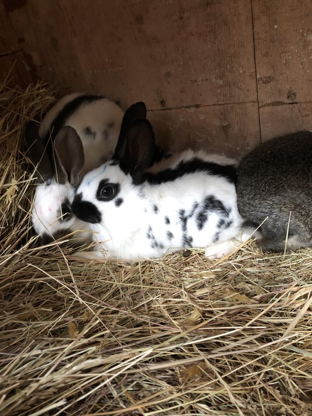 English spot baby rabbits for sale — photo 3 of 4