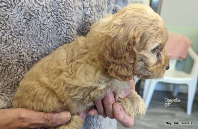 Image 24 of Golden F1 Cockapoo puppies, ready soon.