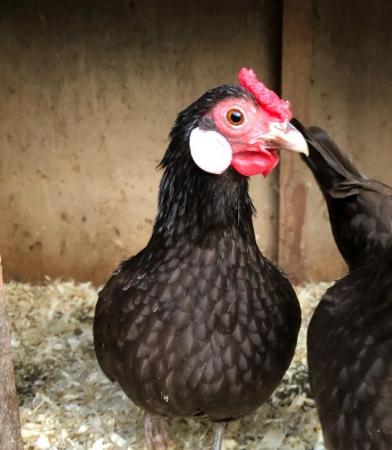Image 1 of Rosecomb bantem chickens for sale