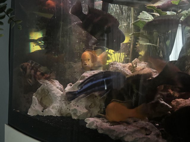 Preview of the first image of African cichlids for sale + catfish.