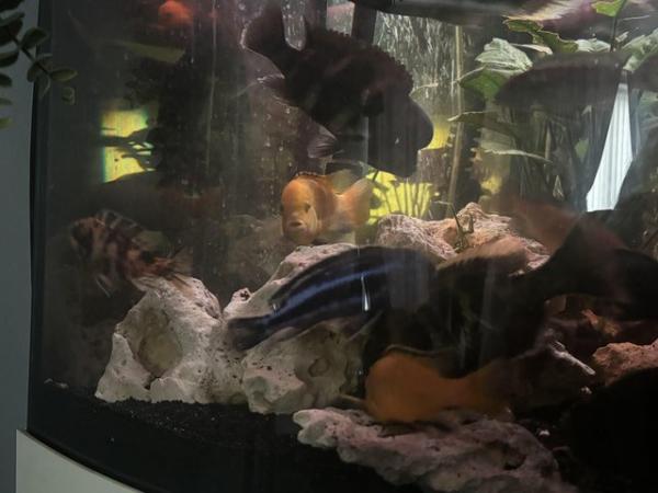 Image 1 of African cichlids for sale + catfish