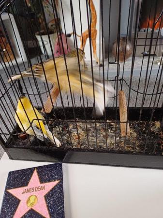 Image 3 of Singing cock canaries for pets