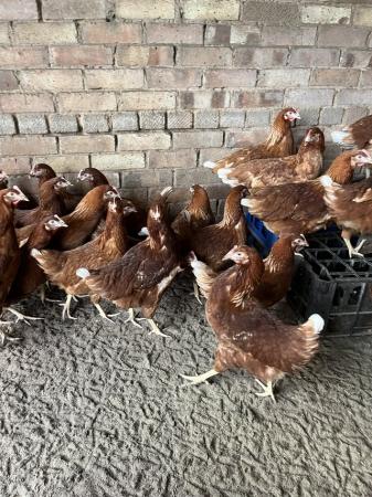 Image 1 of Warren hi line point of lay pullets 22 weeks oldchickens