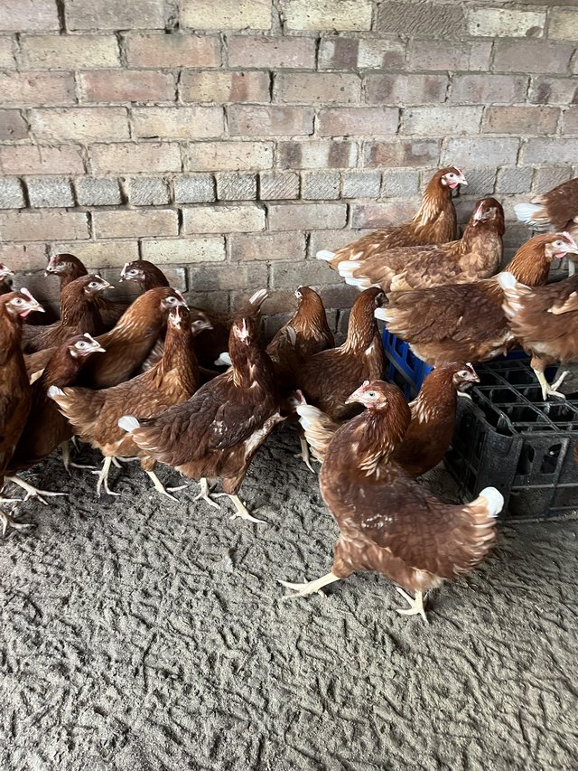 Preview of the first image of Warren hi line point of lay pullets 20 weeks oldchickens.