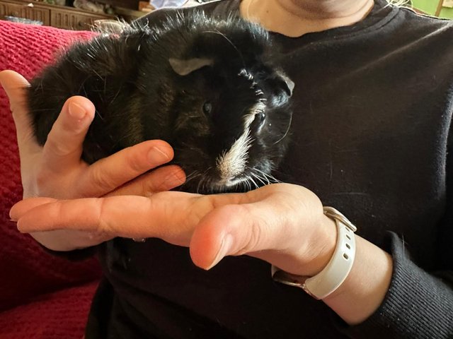 Preview of the first image of 4 month old male guinea pig looking for forever home..