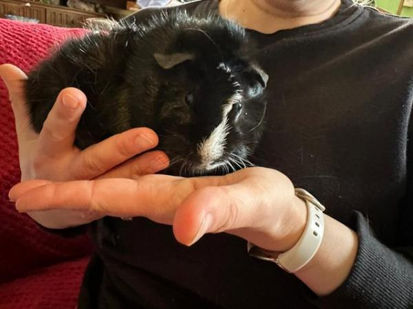 Image 1 of 4 month old male guinea pig looking for forever home.