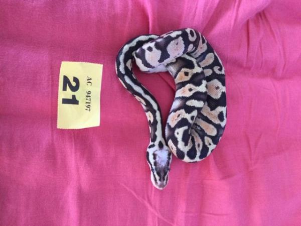 Image 2 of Male Super Pastel baby royal python