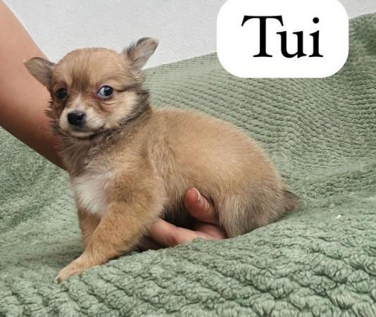 Image 6 of Gorgeous chihuahua puppies available