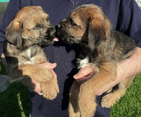 Image 1 of Border Terriers, ready to go