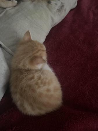 Image 5 of Beautiful ginger kittens for sale