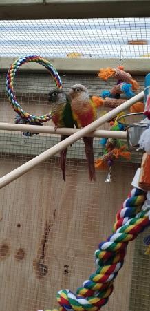 Image 2 of Proven breeding pair conures