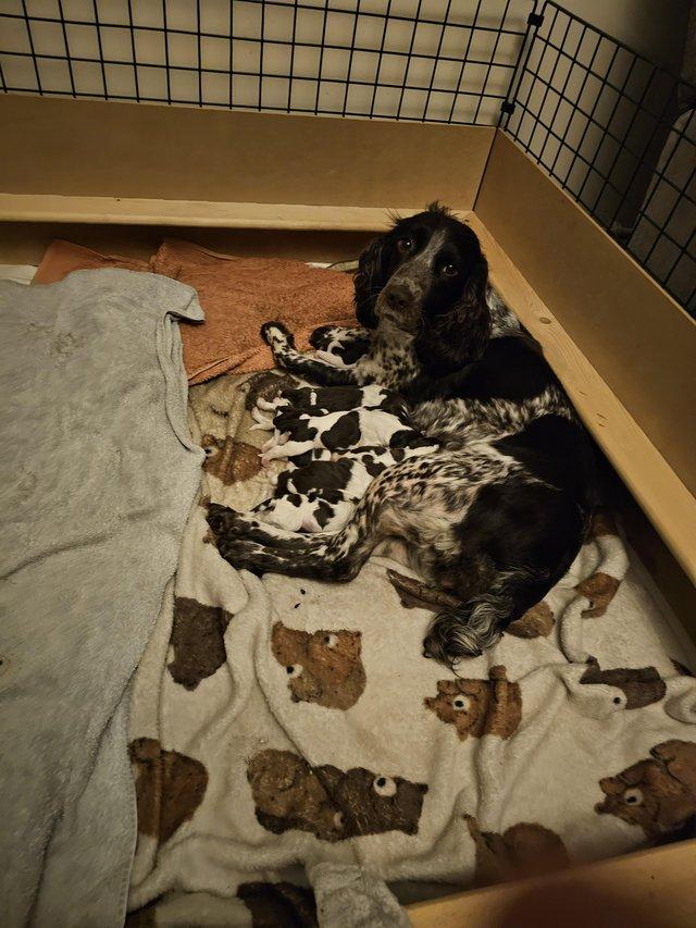 Preview of the first image of Sprocker puppies for sale 1 girl left.