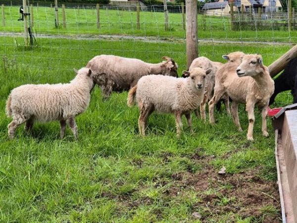 Image 6 of 2024 Ouessant ewe Lambs ready now