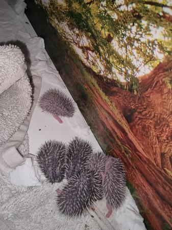 Image 4 of Baby african pygmy hedgehog.