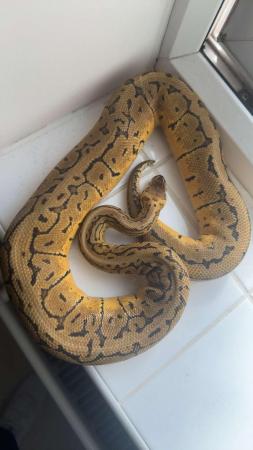 Image 5 of Lemonblast HET pied male python
