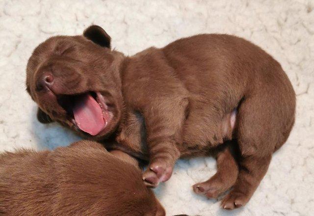 Preview of the first image of Chocolate Labrador puppies - Excellent pedigrees.