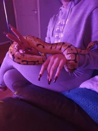 Image 2 of Beautiful Female Bumblebee Ball Python for sale