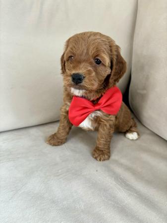 Image 5 of Stunning fox red f1b cockapoo puppies health tested parents